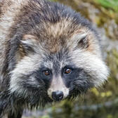 Tanuki