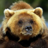 Grizzly Bear