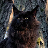 Maine Coon